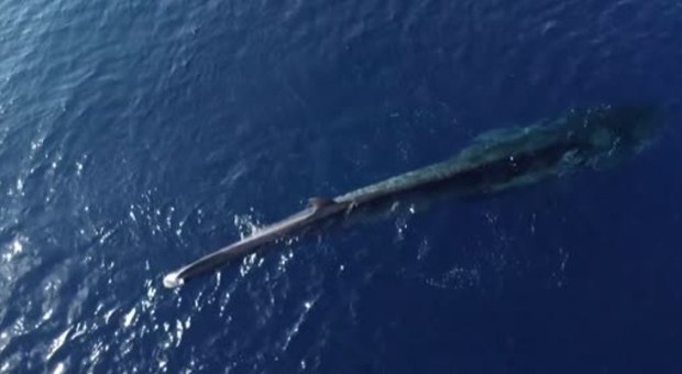 Avvistata dopo un mese Codamozza, la balenottera senza coda, nel Santuario dei cetacei. (immagine e video pubblicati da Ansa)