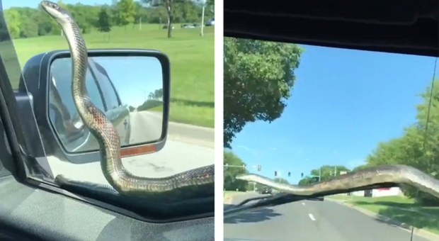 Il serpente striscia sui cristalli dell'auto in movimento (immagini pubblicate da @KingCaedo su Twitter)