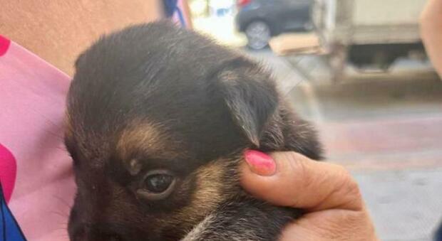 Un cucciolo di cane in vendita sulla bancarella di un rigattiere: salvato e recuperato dalla Polizia locale