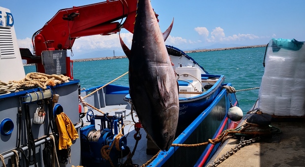 Pesca illecita in Campania: i controlli della Capitaneria