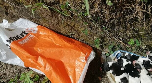 Cinque cuccioli chiusi in una busta di plastica e gettati via, salvati da un cittadino