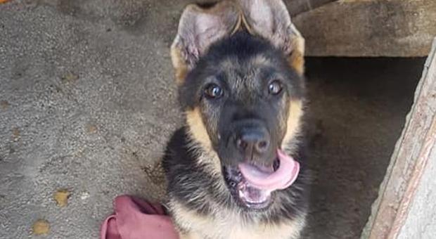 Kaos, il cane eroe rivivrà nella sua cucciola Kora: «Sarà addestrata a salvare vite umane»