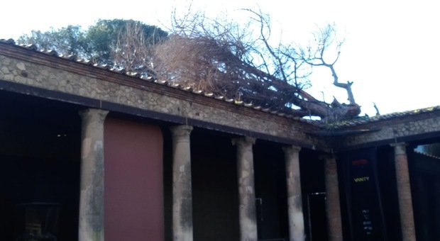 Maltempo a Napoli, danni anche agli Scavi di Pompei: cade un pino sulla Palestra Grande
