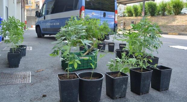 Piante di marijuana in casa, arrestato 50enne a Cava de' Tirreni