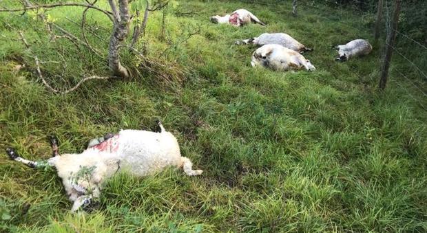 Le pecore sbranate dal lupo a Cornolade Alte di Ponte nelle Alpi