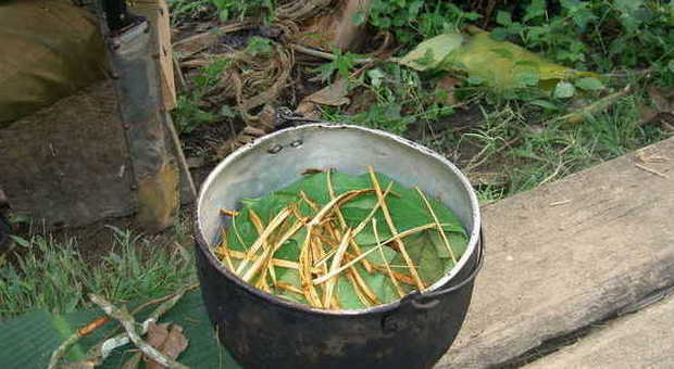 Preparazione dell'ayahuasca (Foto Wikimedia)
