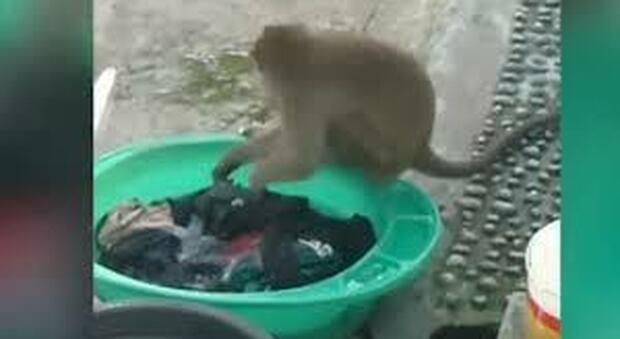 Donna sorprende una scimmia a lavare il suo bucato