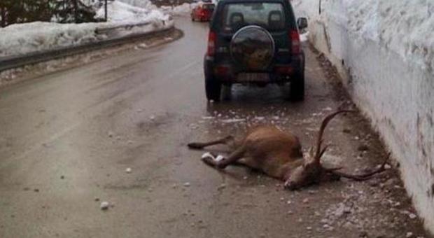 Cervo investito lungo l'Agordina, strada critica per gli attraversamenti