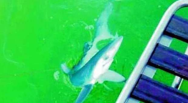 Sorpresa a Fiumicino, all'amo del bimbo spunta uno squalo di un metro