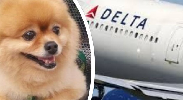 Cane muore nella stiva durante il volo: compagnia aerea nella bufera