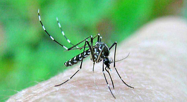 Zanzara tigre, scatta l'allarme: «Trasmette un virus incurabile»
