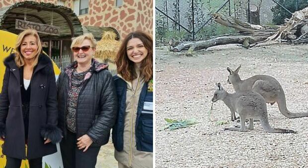 Vaiana, Boomerang e Sydney: tre canguri grigi al Parzo zoo di Falconara