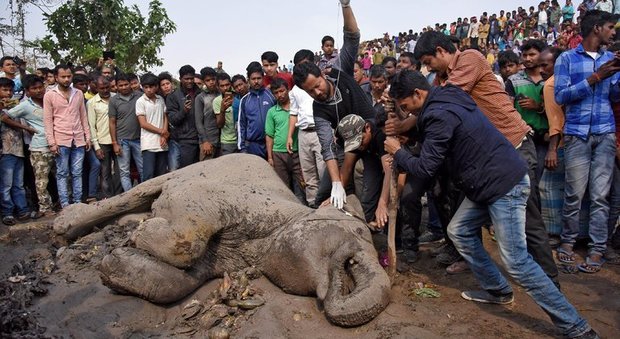 India, sinistro tra un treno e una mandria di elefanti, 5 esemplari morti