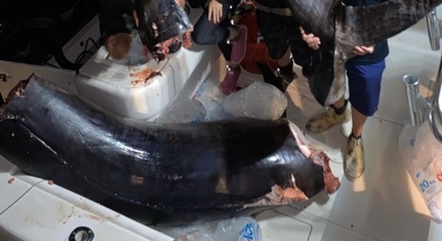 Catturano negli Stati Uniti un pesce spada di quasi 350 chili e per poco non battono il record nazionale