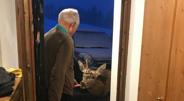 Il cervo è di casa a Cortina