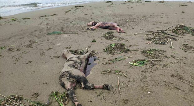 Bufalini morti sulla spiaggia di Paestum