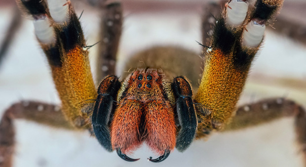 Viene punto da un ragno e resta eccitato per tre giorni. Gli esperti: «L'erezione è uno degli effetti del veleno»
