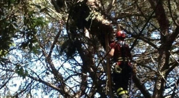 Impigliato su un pino a nove metri d'altezza Salvato paracadutista