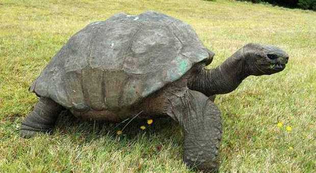Jonathan la tartaruga di 183 anni