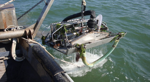 Vongole: novità dal ministero, ok alla pesca entro 350 metri dalla costa