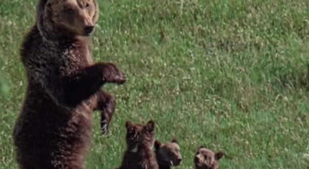 L’eccezionale foto, a Scanno, di mamma orsa e i suoi quattro cuccioli a spasso