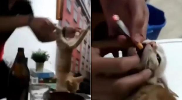 Maltrattano un gattino e lo costringono a fumare: il video choc indigna il web, due denunciati