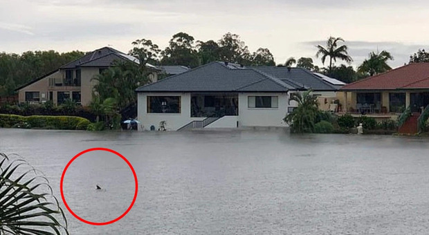 Uno squalo nuota tra le case: la foto dall'Australia è virale