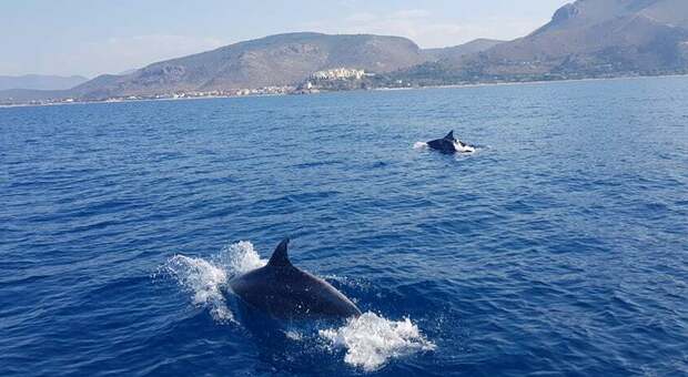 I delfini avvistati al largo di Sperlonga