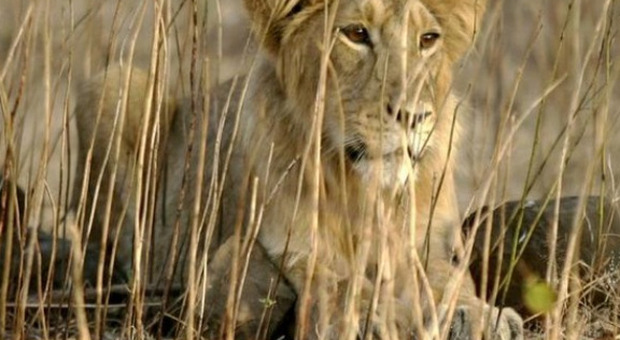 India, leonessa muore di Covid nello zoo: altri 8 felini positivi
