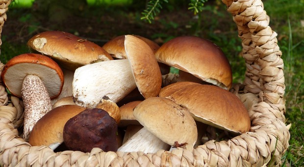 Siete appassionati di funghi? Ecco l'enciclopedia di tutti quelli bellunesi - Foto di silviarita da Pixabay