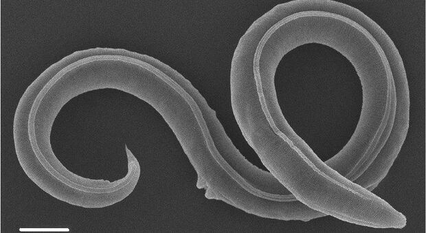Vermi di 46mila anni fa viaggiano nel tempo, resuscitati dagli scienziati: si stanno già riproducendo e possono diffondere nuove malattie