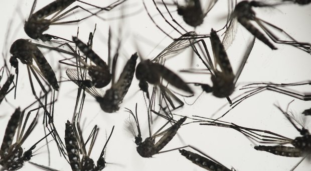 Zika, in Spagna nato il primo bimbo affetto da microcefalia