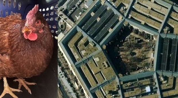 Una gallina è entrata nell'area di sicurezza del Pentagono: la foto è virale