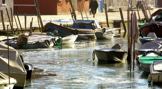 Venezia, addio ai granchi in laguna. «Sono tutti morti per il caldo e l'invasione di meduse»