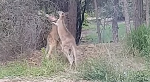 Australia: due canguri litigano, un uomo è costretto a separarli - Guarda il video