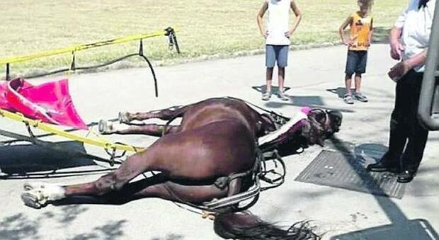Cavallo morto alla Reggia di Caserta, è giallo: sul microchip risulta deceduto nel 2008