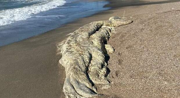 Balena morta ritrovata in spiaggia sul litorale di Castel Volturno