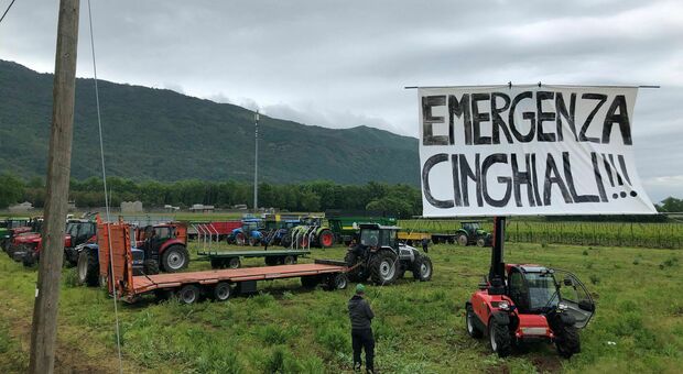 Trattori schierati lungo le strade del Giro: sono gli agricoltori che protestano contro l'invasione di cinghiali