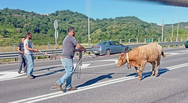 La mucca bloccata nel traffico dell'A2