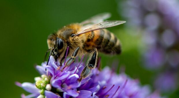 Le api indicatori di inquinamento: la loro presenza vuol dire buone condizioni ambientali