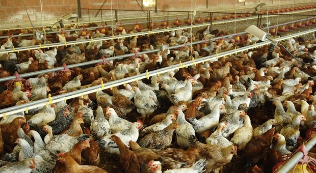 Latina, allevamenti di galline ovaiole: sanzioni e sospensione dell'attività per mancanza dei requisiti igienico-strutturali