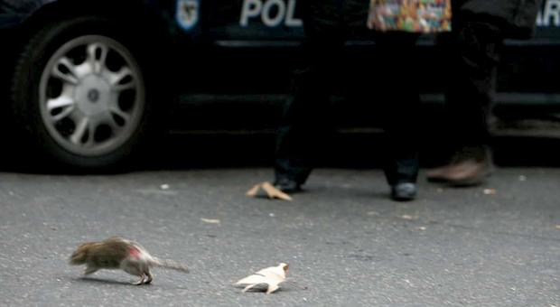 New York, i topi all'assalto delle auto parcheggiate per l'emergenza Covid