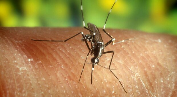 Florida, un miliardo di zanzare Frankenstein per rendere sterili quelle che trasmettono Febbre Gialla, Zika, Dengue