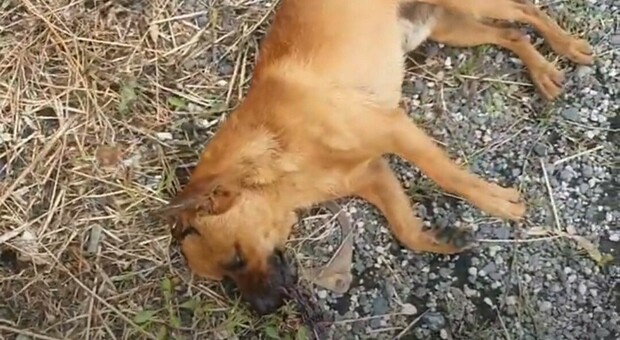 Latina, cane viene lanciato da un'auto in corsa sulla Pontina e muore. Il testimone: «La vettura era di colore grigio»