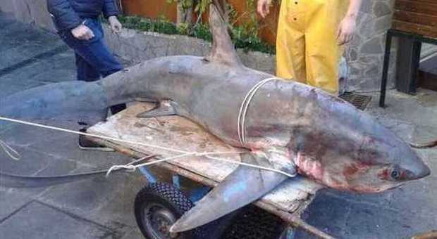 Lo squalo pescato a Camogli (foto da Liguria Nautica)