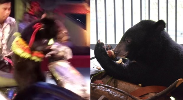 Due orsi torturati e costretti a guidare lo scooter al circo: il video provoca rabbia, poi la liberazione