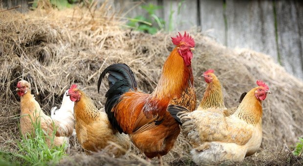 Allevamento di polli e salute pubblica: Regione e Comune condannati a pagare 100mila euro (Foto di klimkin da Pixabay)
