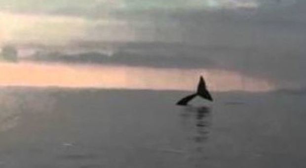 Potenza, balena e delfini danzano insieme davanti a Maratea: il video dei pescatori