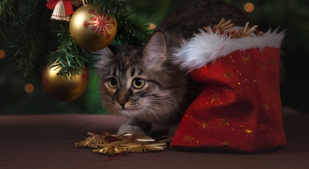 L'albero di Natale può essere letale per il tuo gatto. Gli esperti: «Ecco cosa fare per proteggere i nostri amici a 4 zampe»