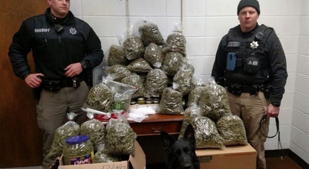 Usa: anziana coppia trovata con 27 kg di cannabis. «È per Natale» hanno detto i due agli agenti